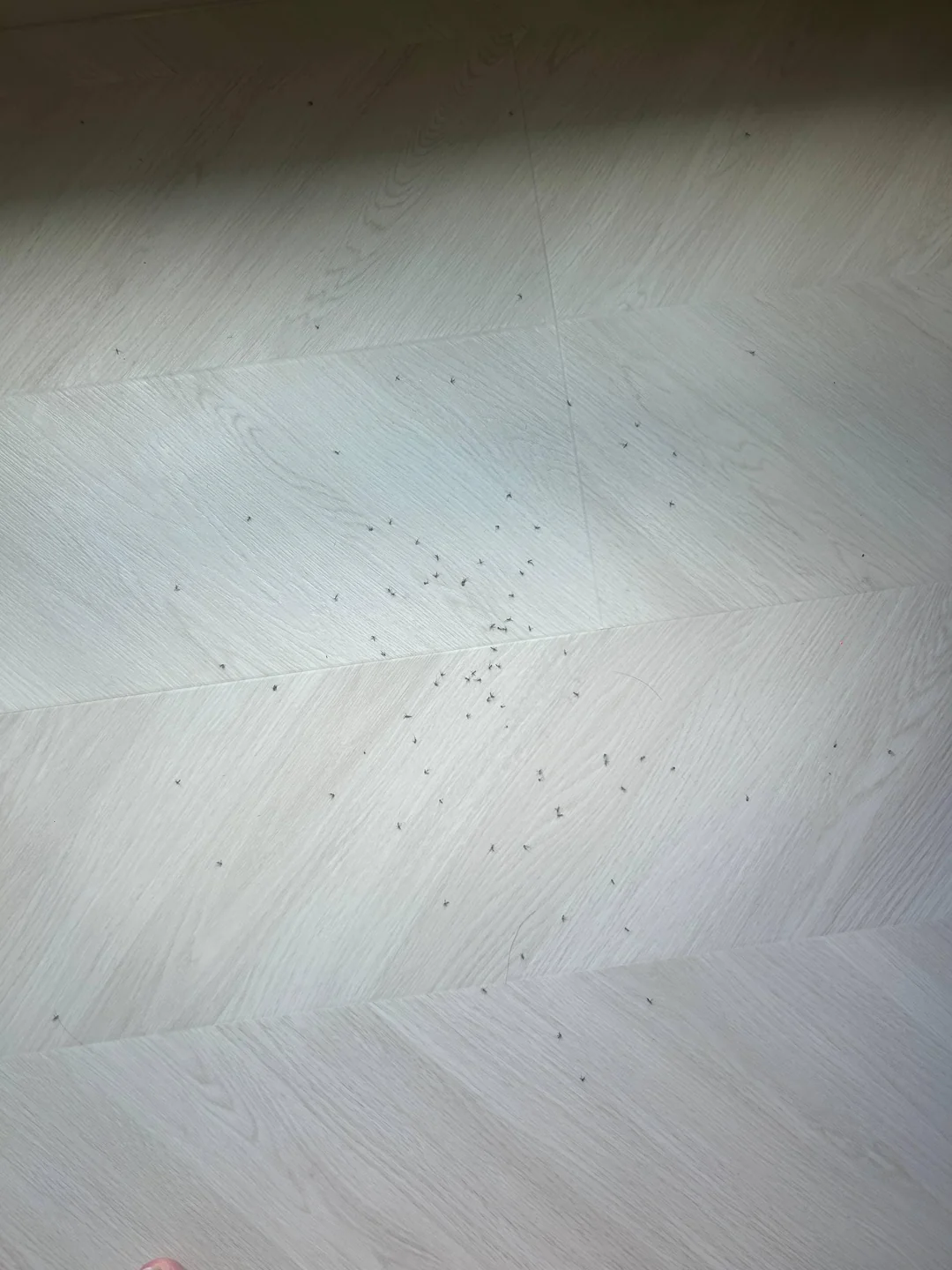 Swarmed by Project Wolbachia Mosquitoes