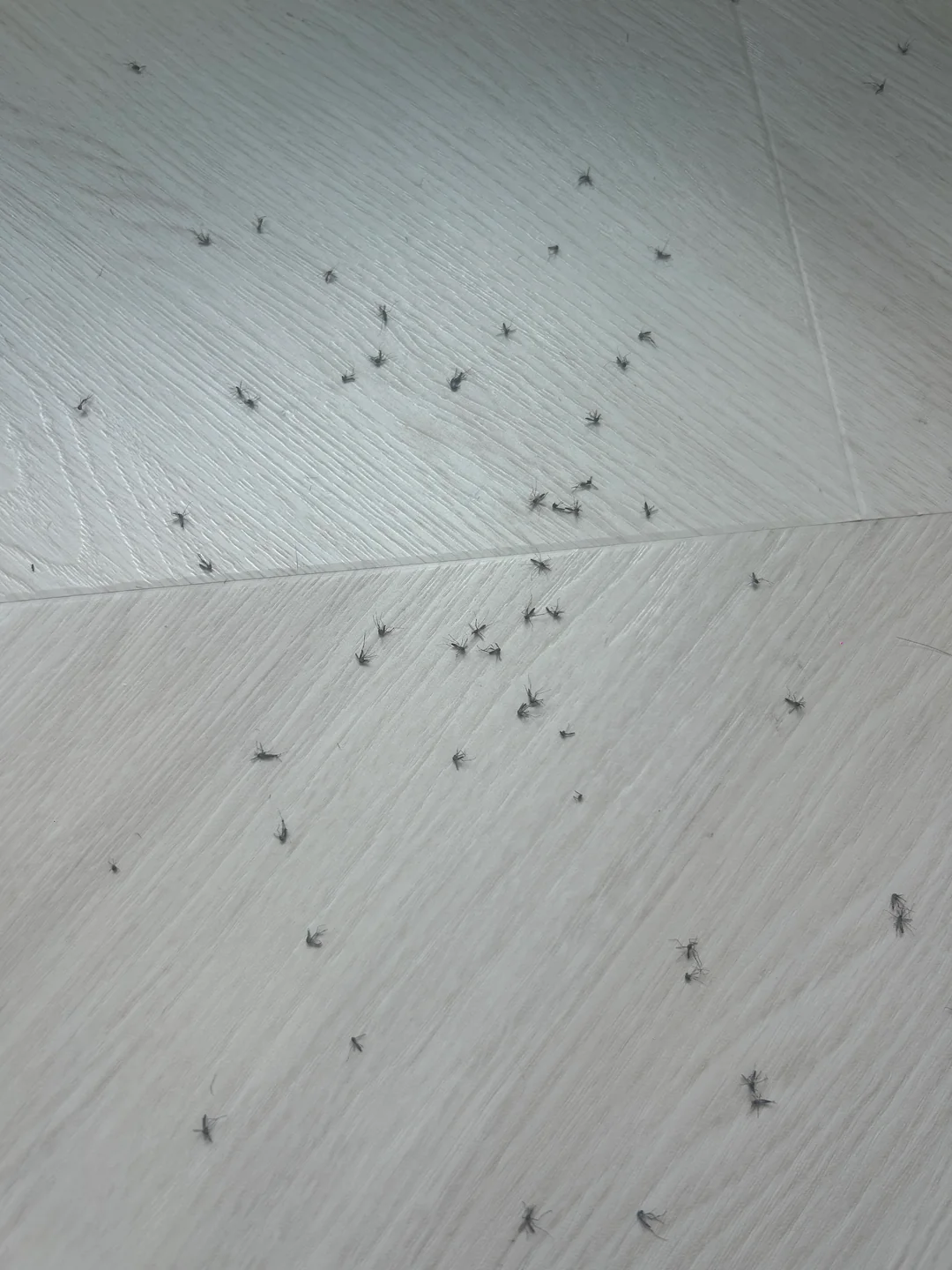 Swarmed by Project Wolbachia Mosquitoes