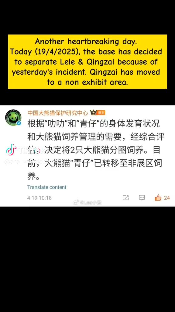 Le Le gets into a fight with another panda